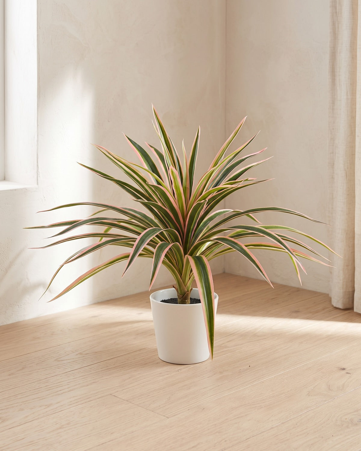 Pink edged artificial spider plant, the fifty-leaf size, in a small white pot in a bright room; pot not included